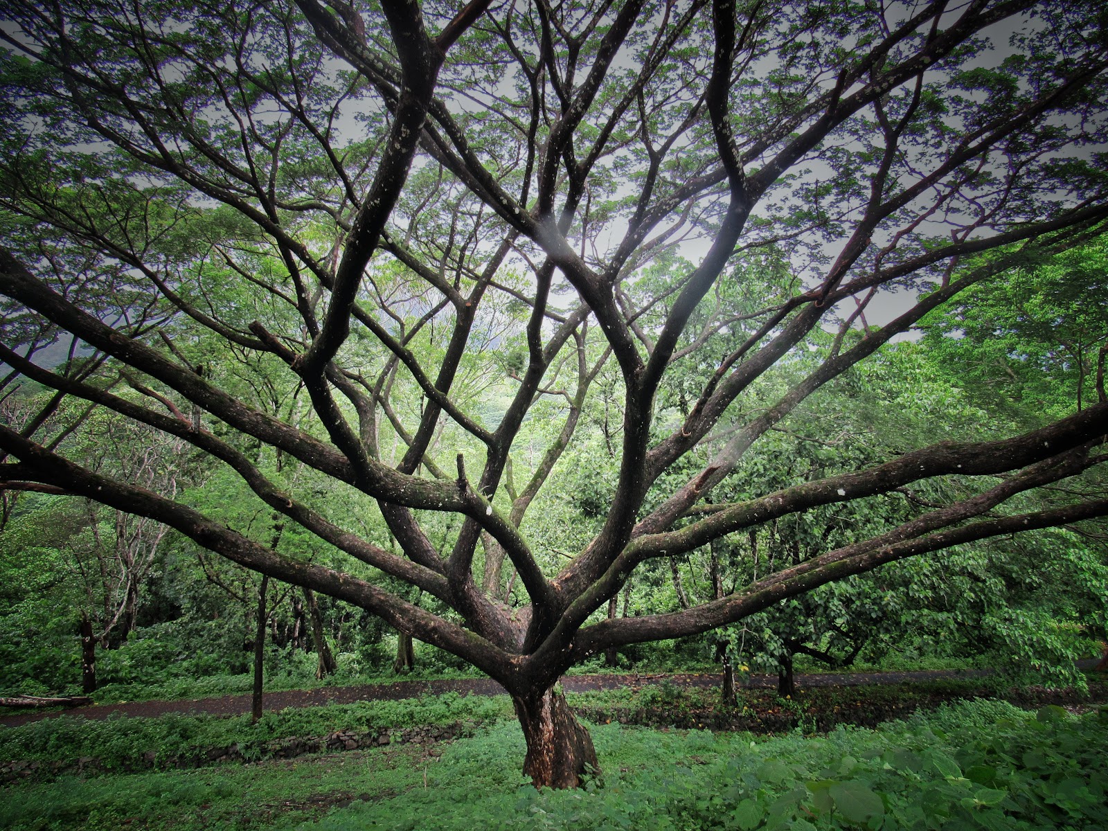Chimmini Wildlife Sanctuary