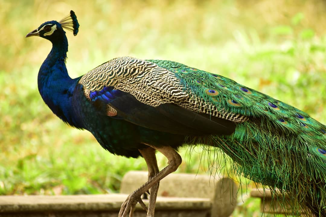 Parambikulam Tiger Reserve