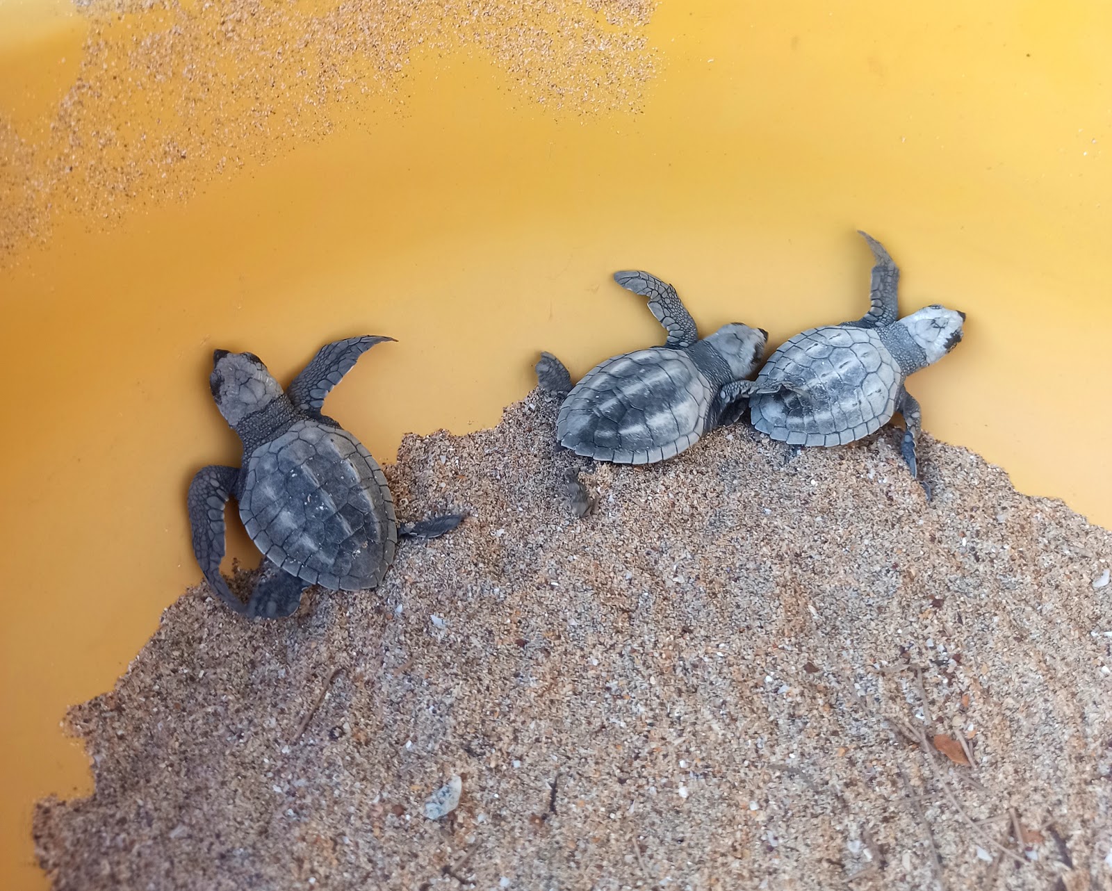Agonda Turtle Nesting Station