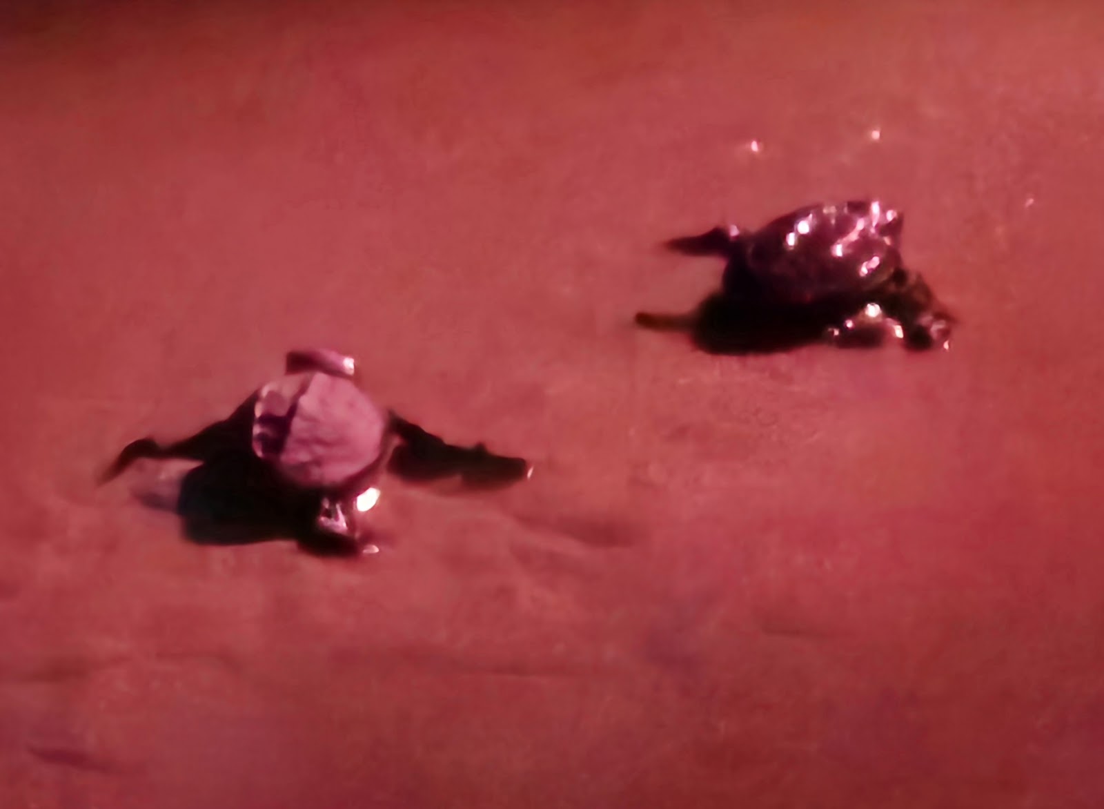 Agonda Turtle Nesting Station