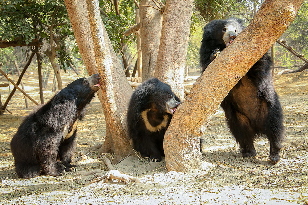 Agra Bear Rescue Facility