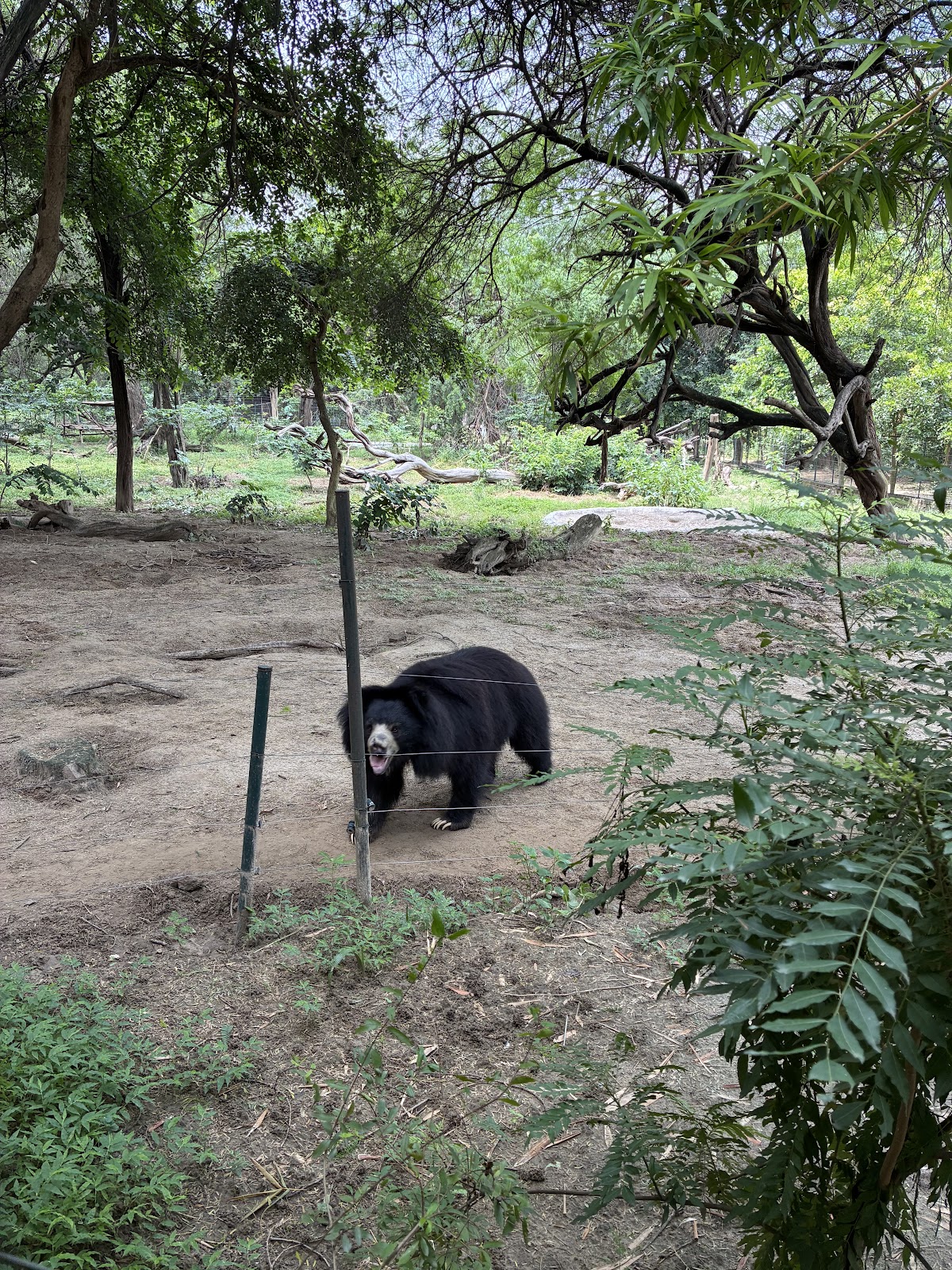 Agra Bear Rescue Facility