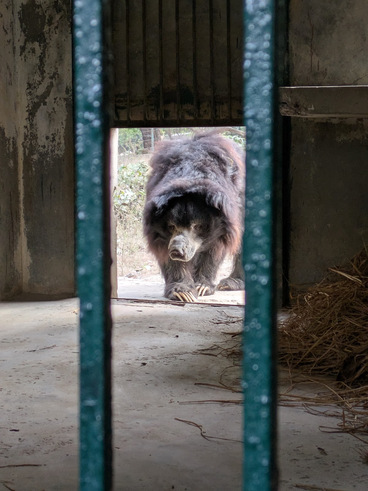 Agra Bear Rescue Facility