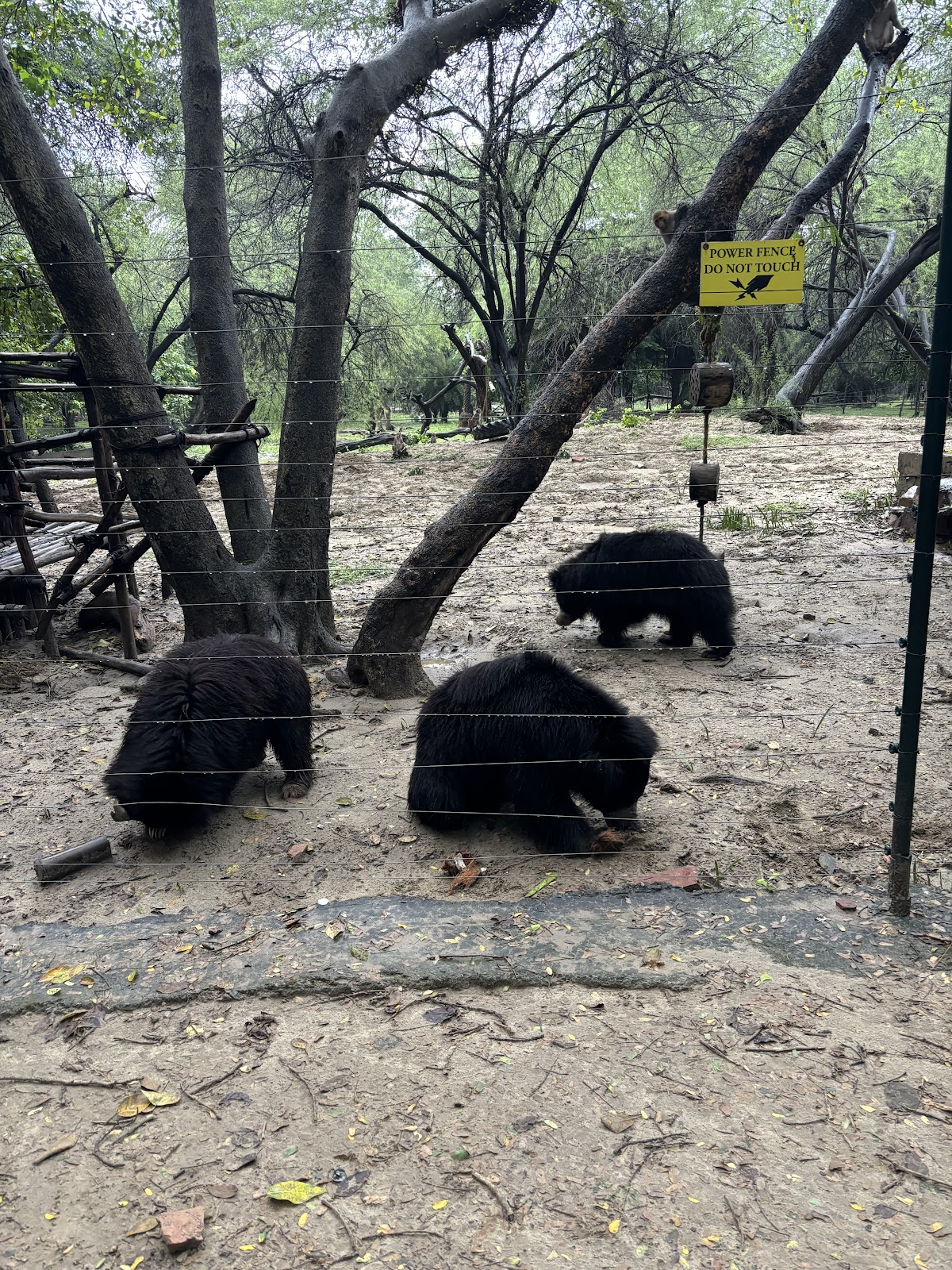 Agra Bear Rescue Facility