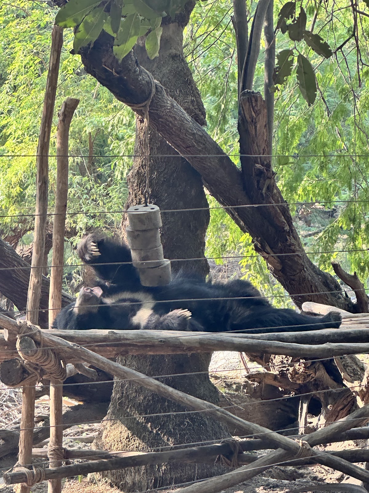Agra Bear Rescue Facility