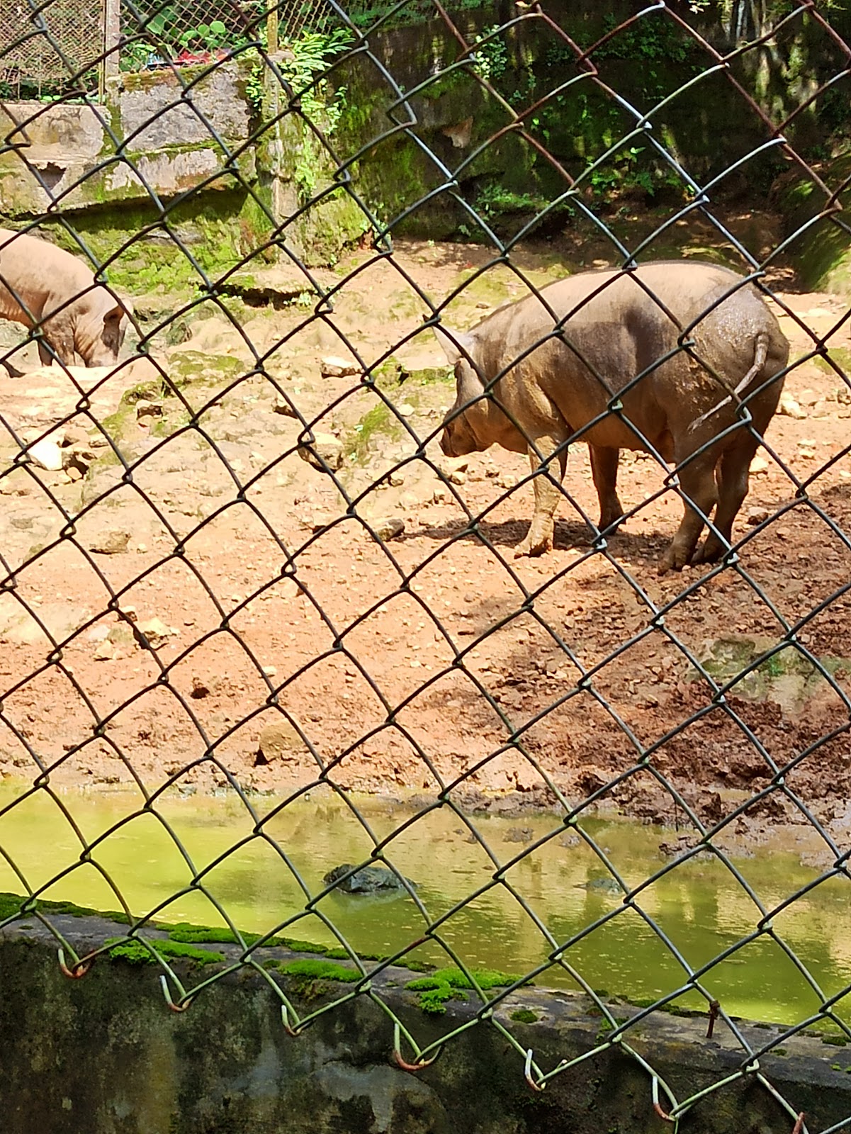 Mini Zoological Garden