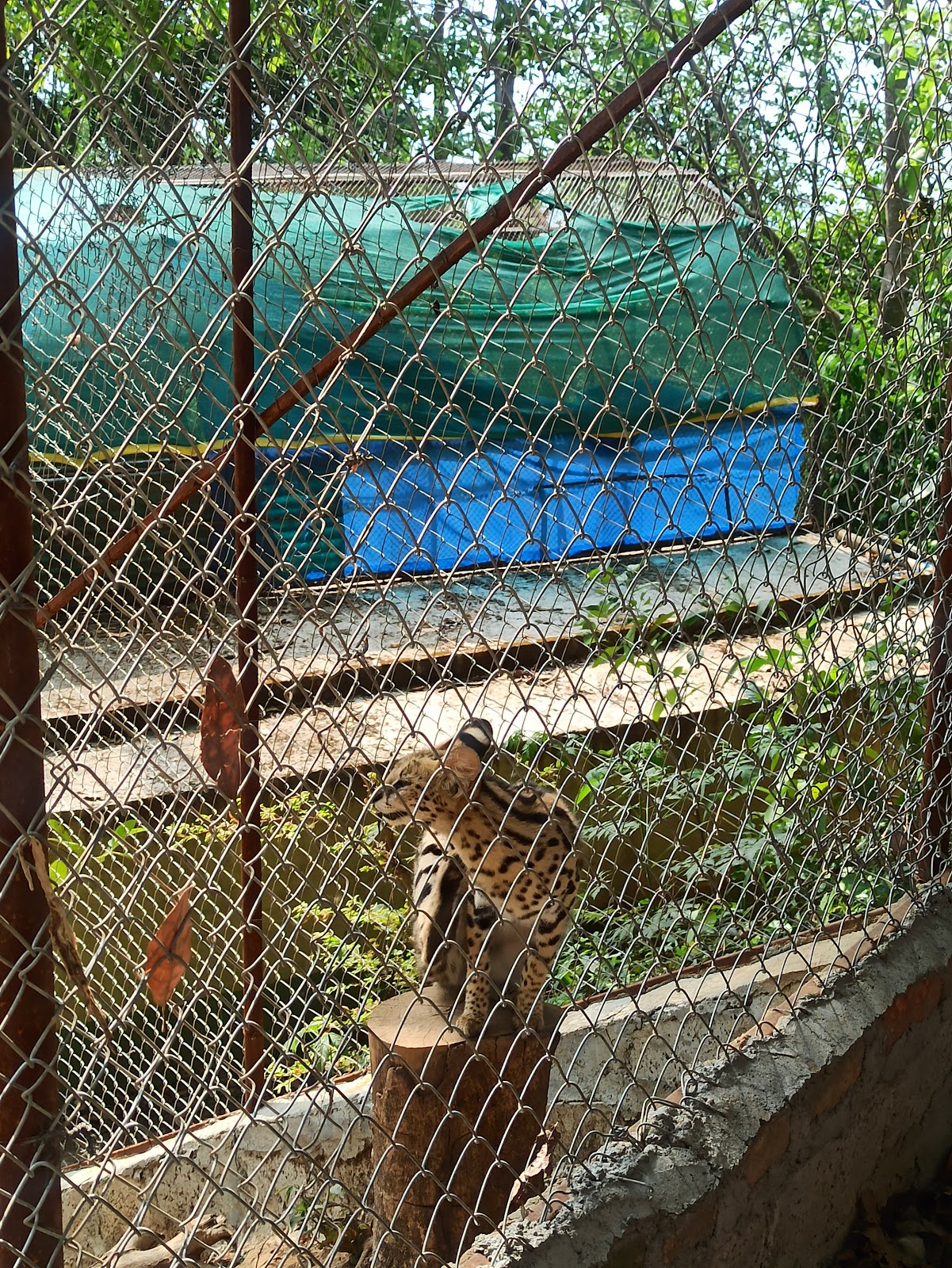 Mini Zoological Garden