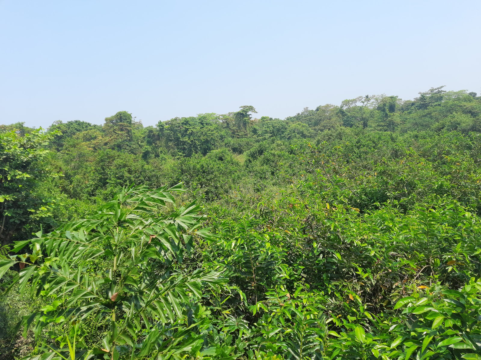 Kumarakom Bird Sanctuary