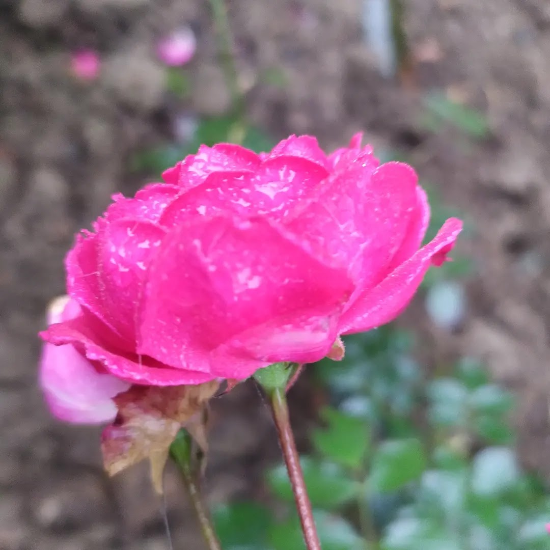 Municipal Garden Grounds
