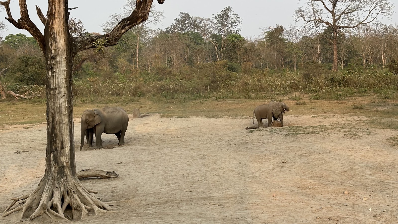 Jaldapara National Park