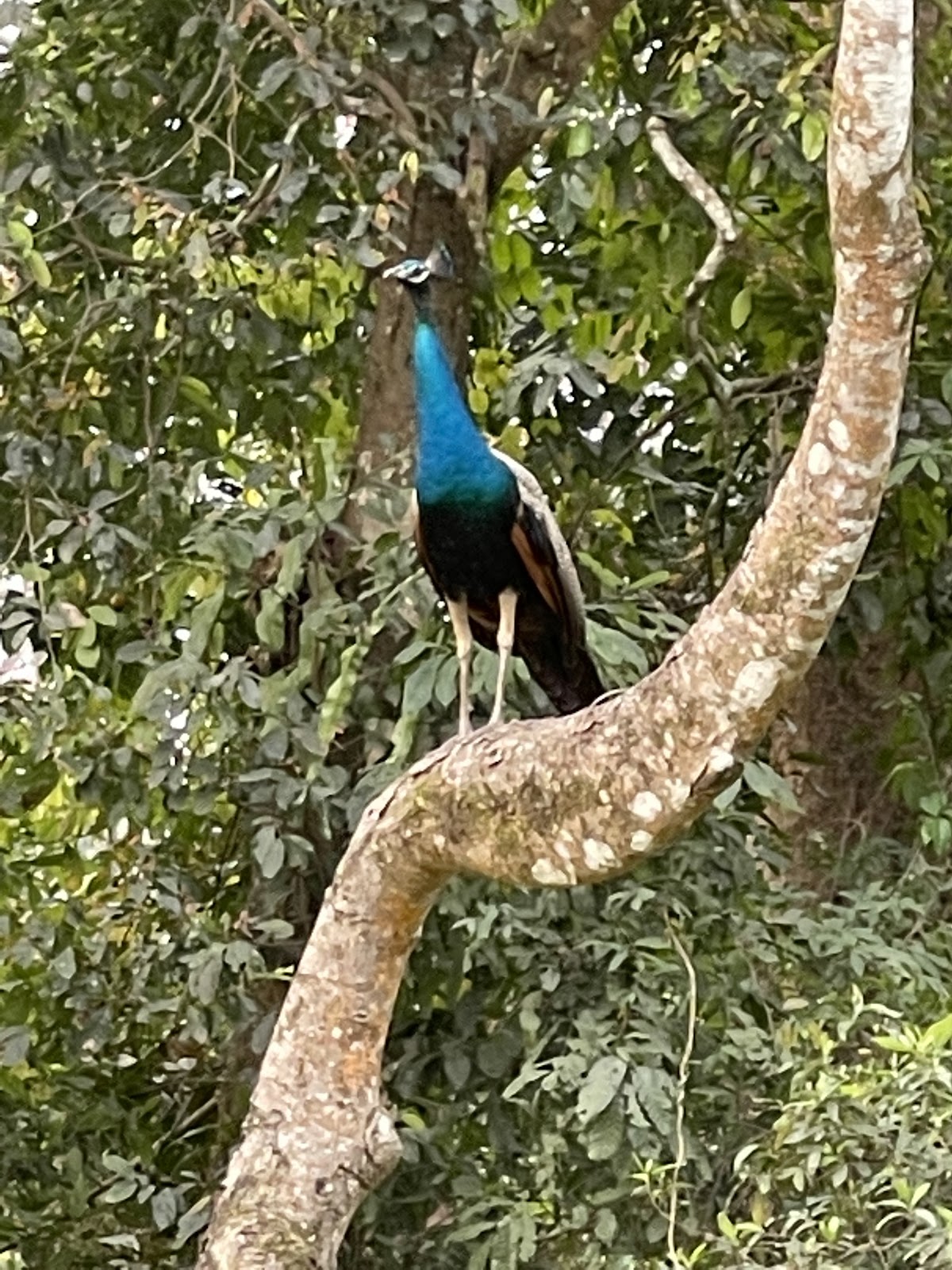 Jaldapara National Park