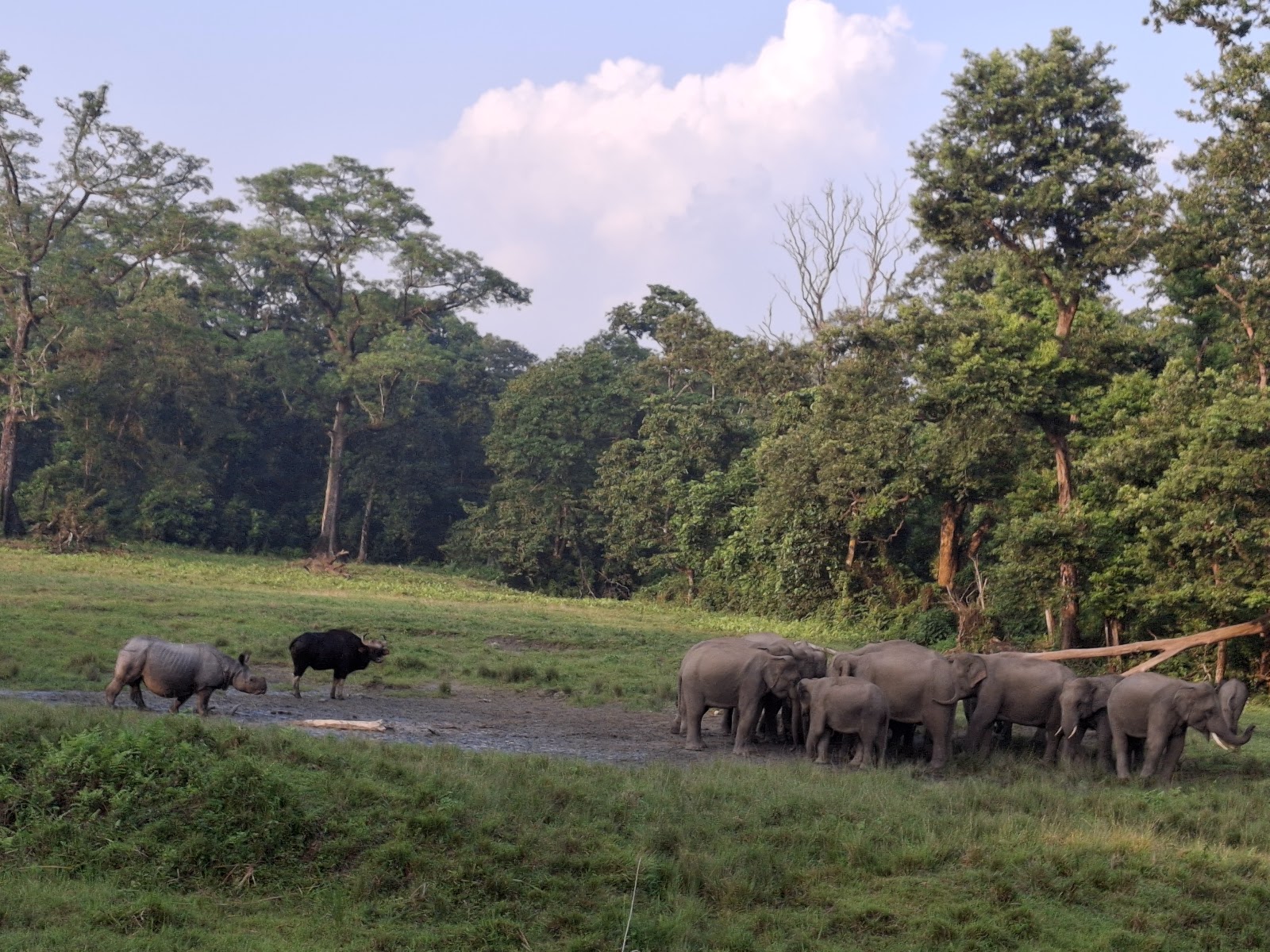 Jaldapara National Park