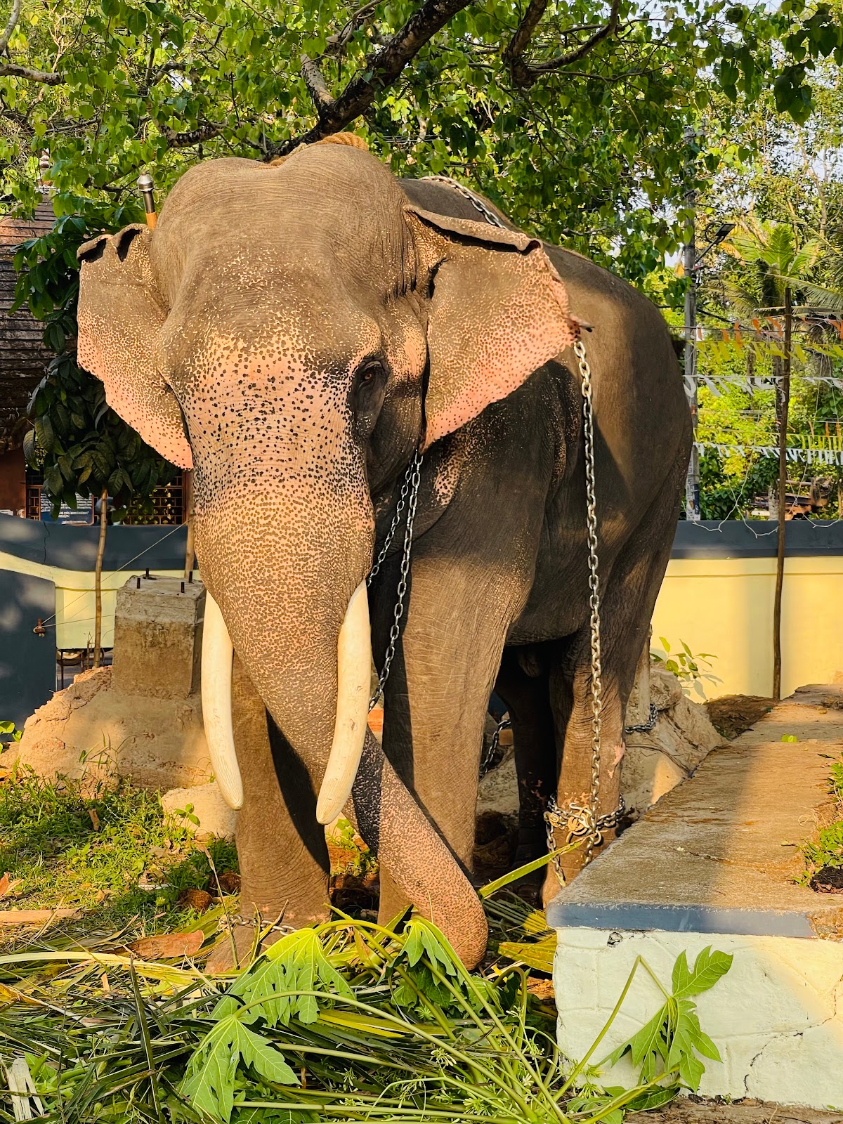 Ambalapuzha Sree Krishna Temple