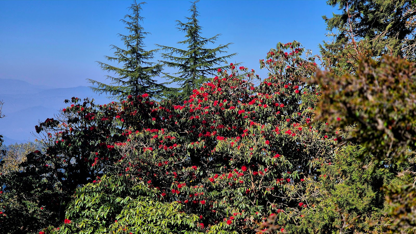 Binsar Wildlife Sanctuary