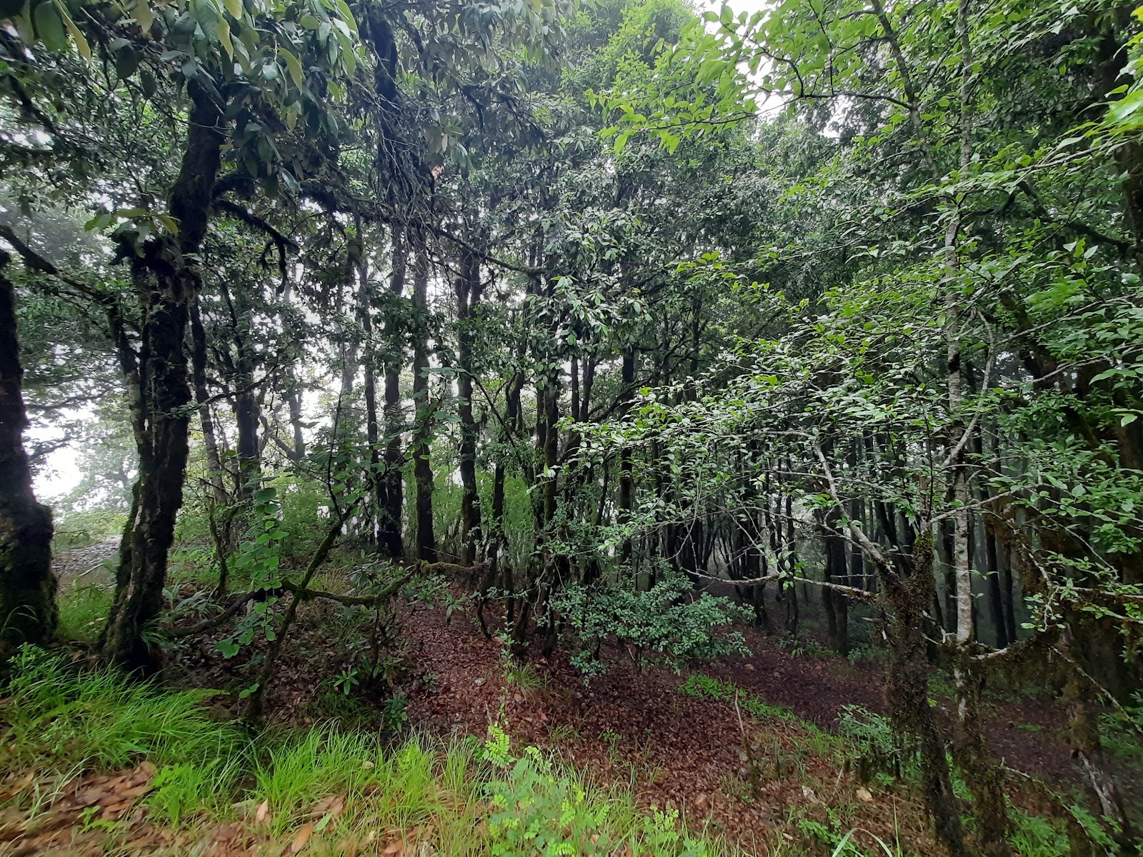 Binsar Wildlife Sanctuary