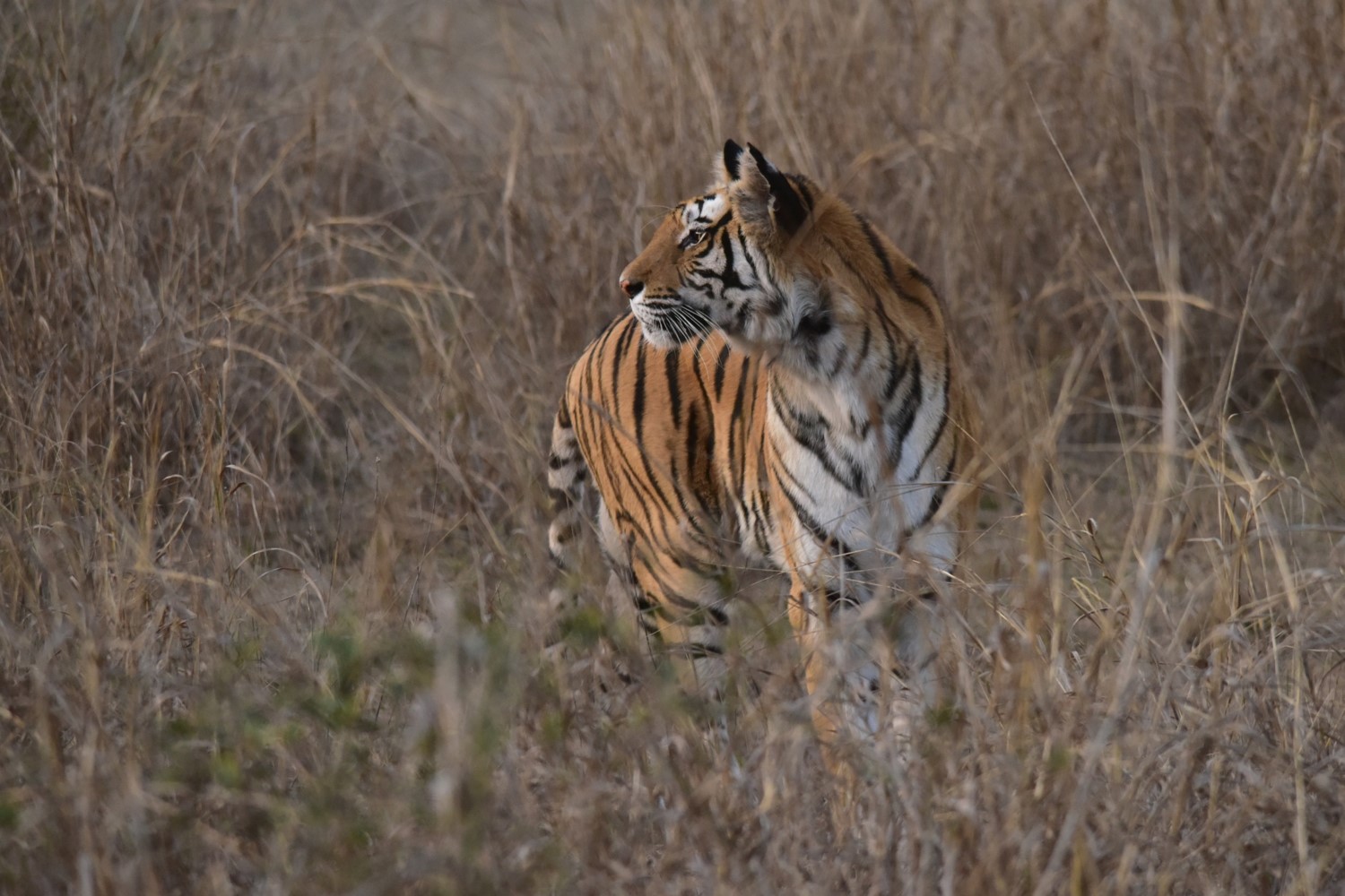 Bandhavgarh National Park