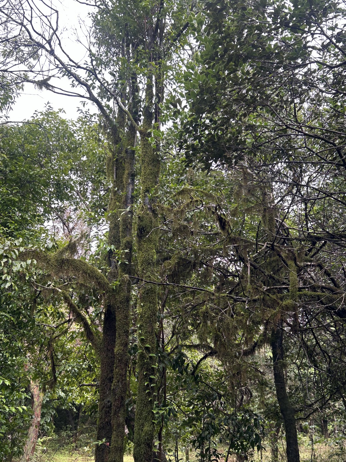 Amboli Eco Park