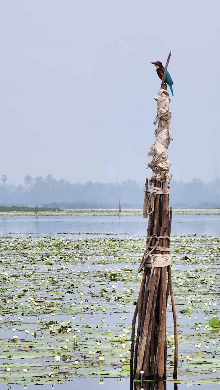 Kondakarla Ava Bird Sanctuary