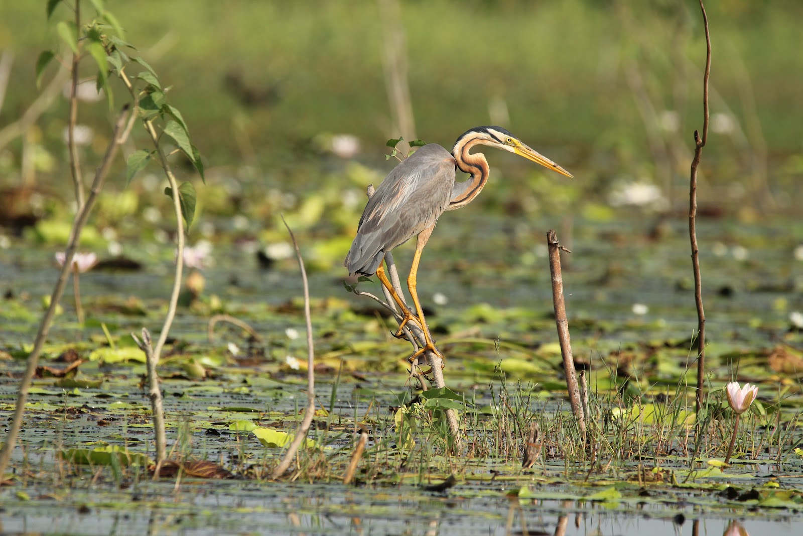 Kondakarla Ava Bird Sanctuary