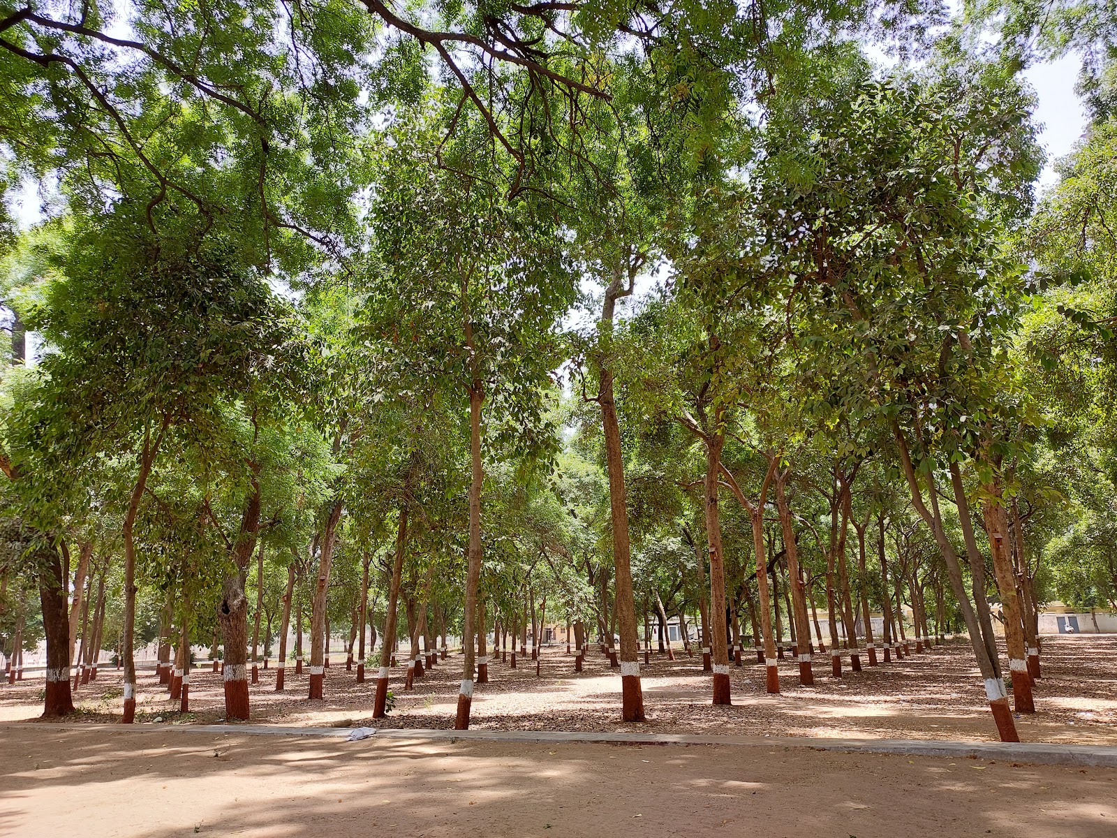 Anand Agricultural University