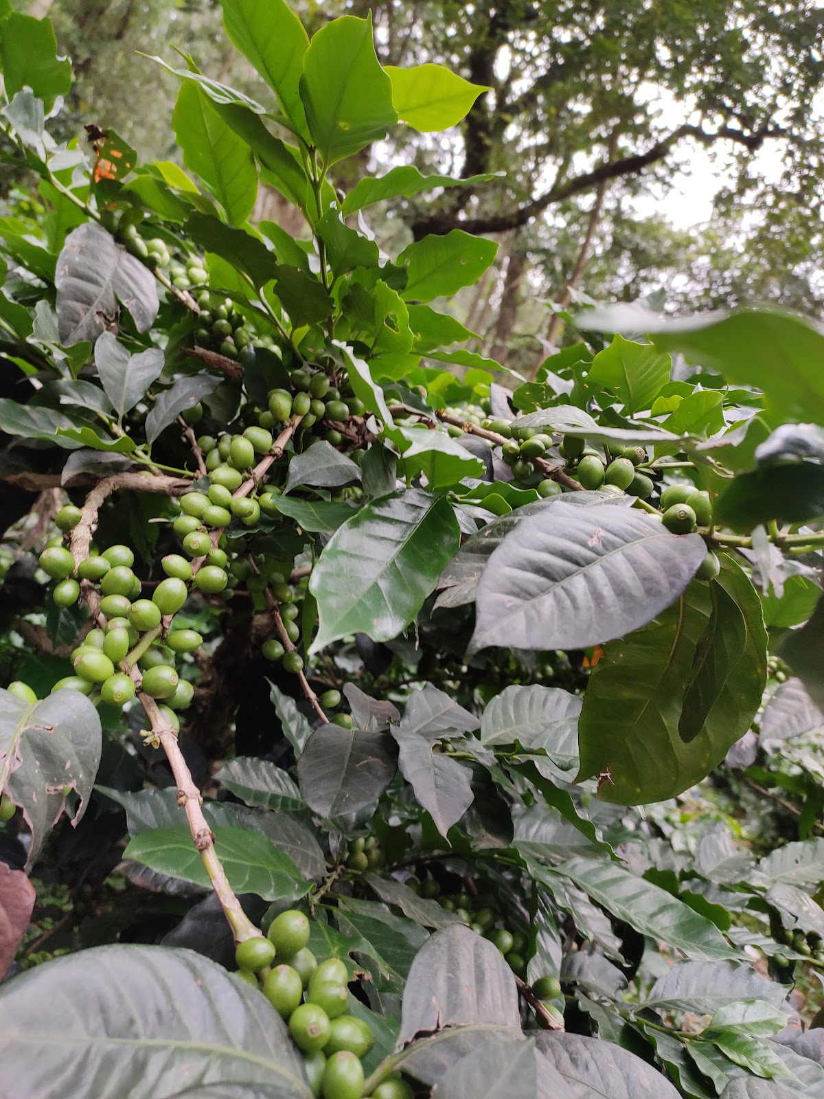 Coffee Plantations