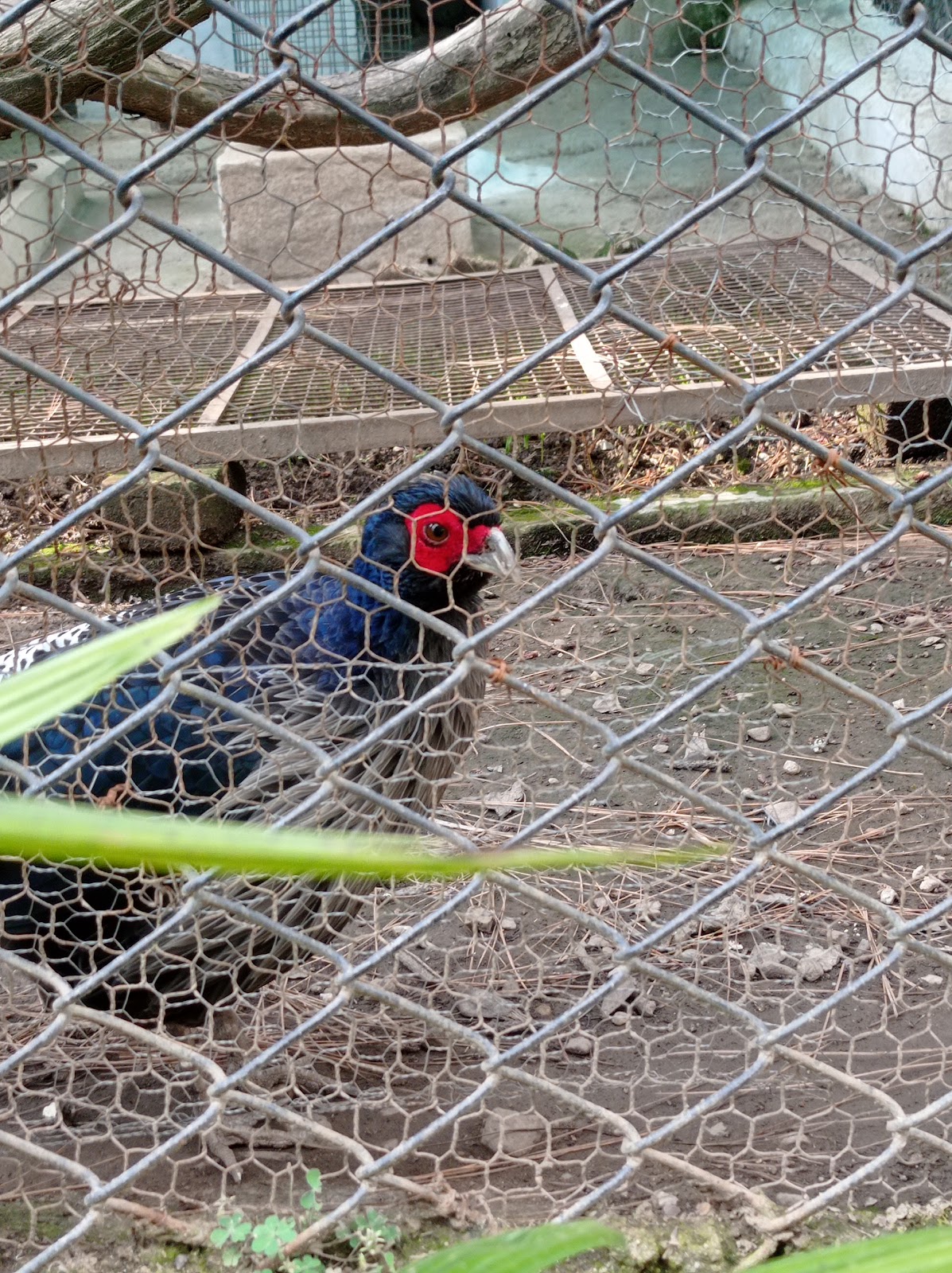 Gopalpur Zoo