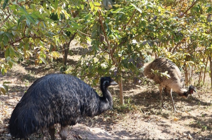 Gopalpur Zoo
