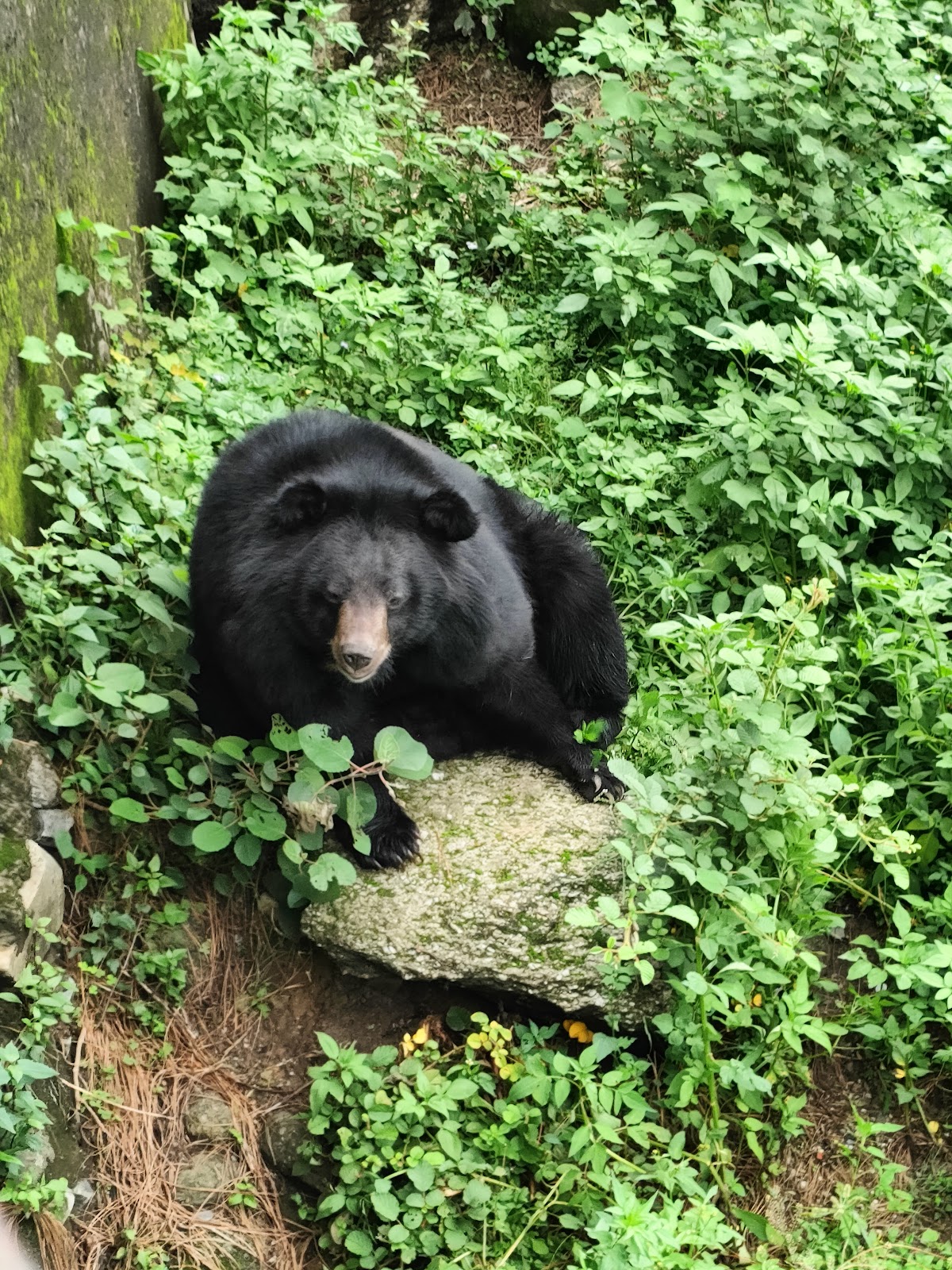 Gopalpur Zoo