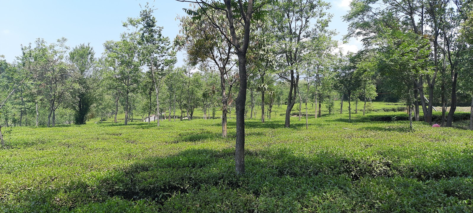 Kangra Valley