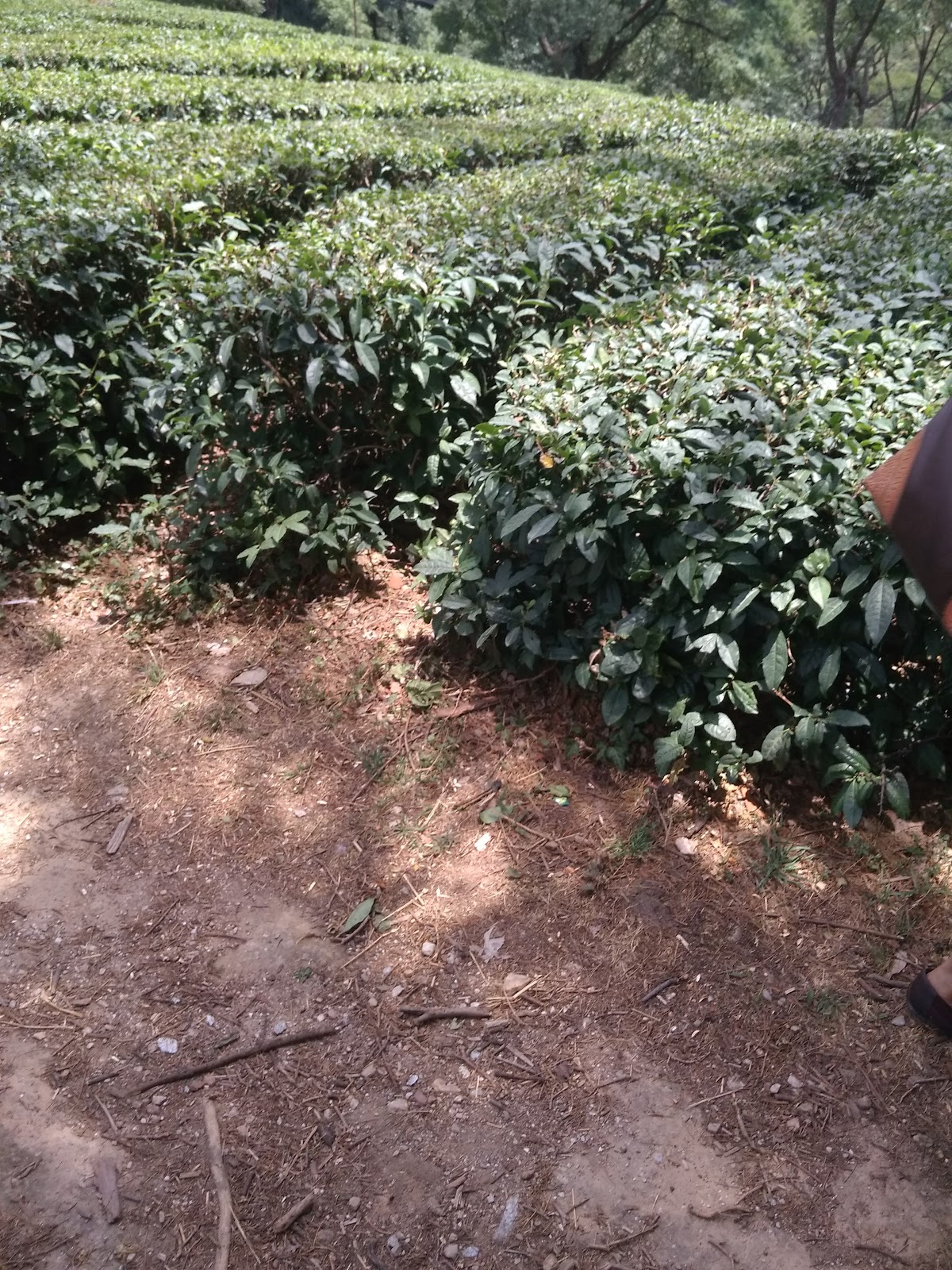 Palampur Tea Gardens
