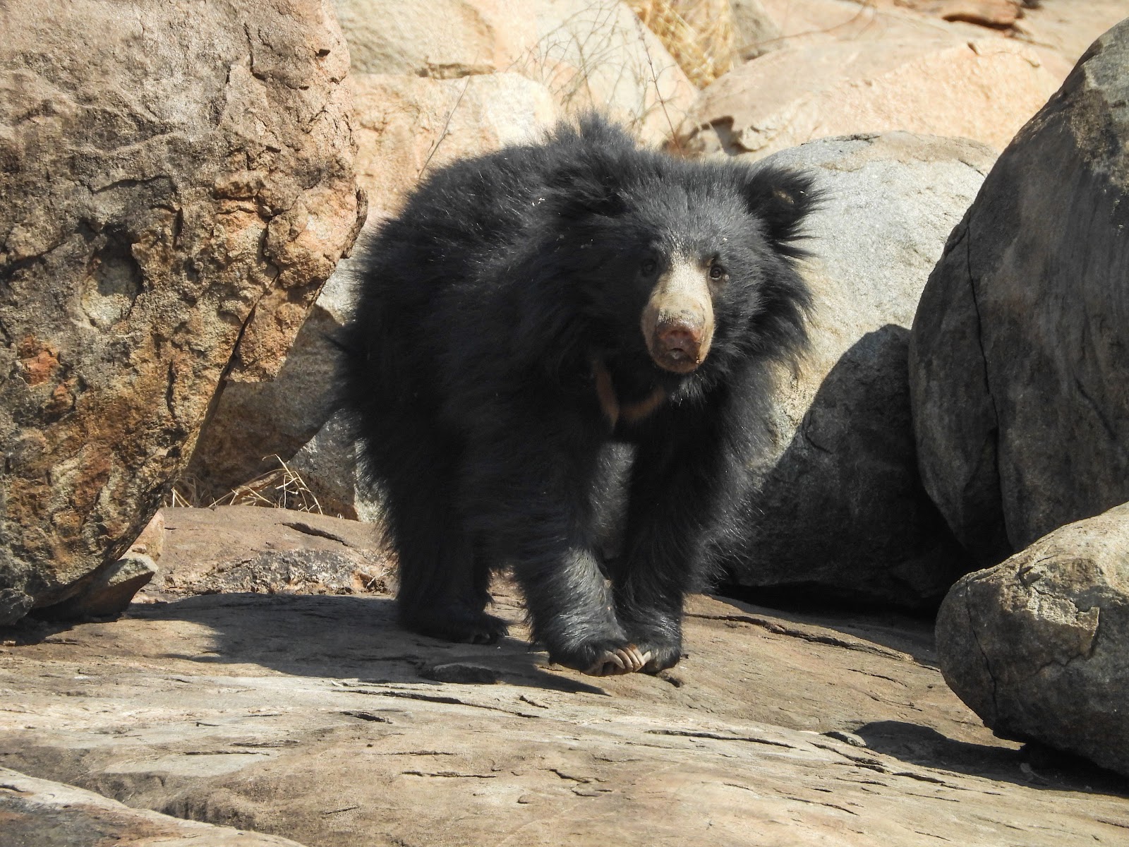 Daroji Sloth Bear Sanctuary