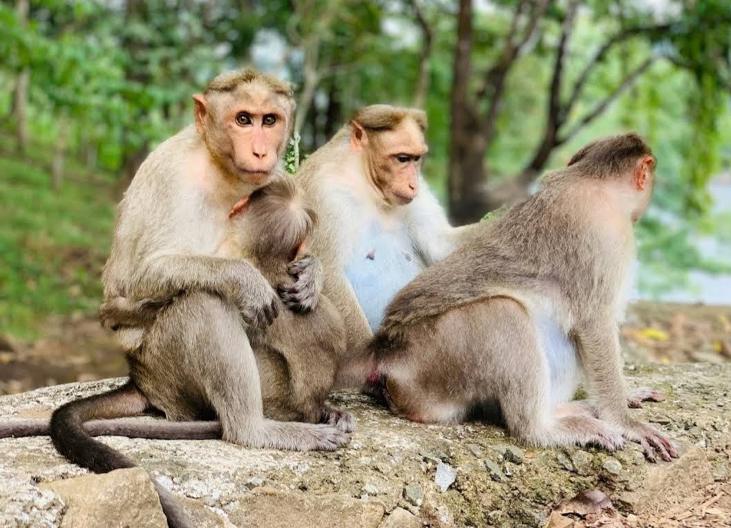 Athirappilly Waterfalls