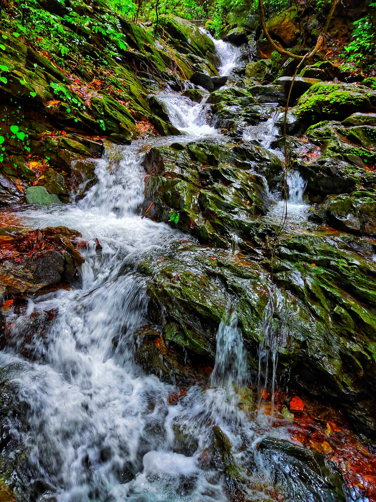 Karnataka Wildlife Sanctuary
