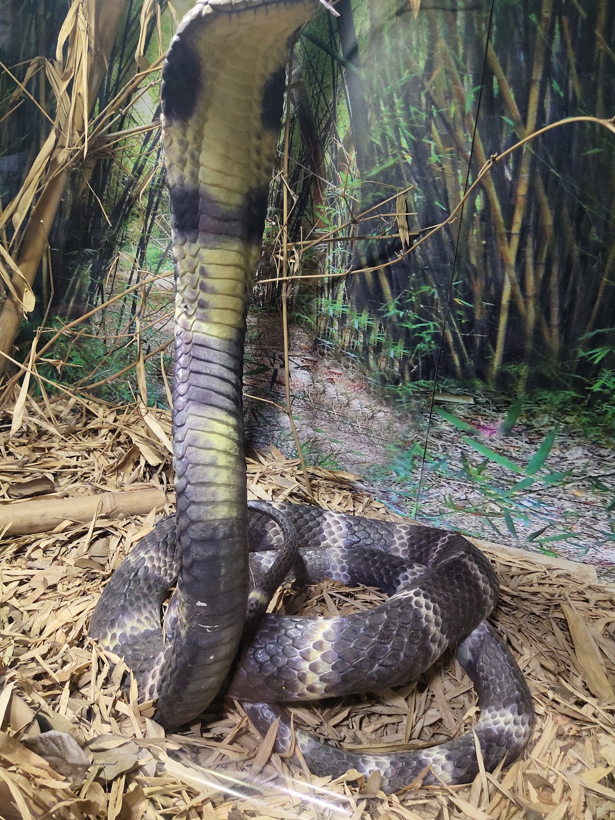 Chennai Snake Park