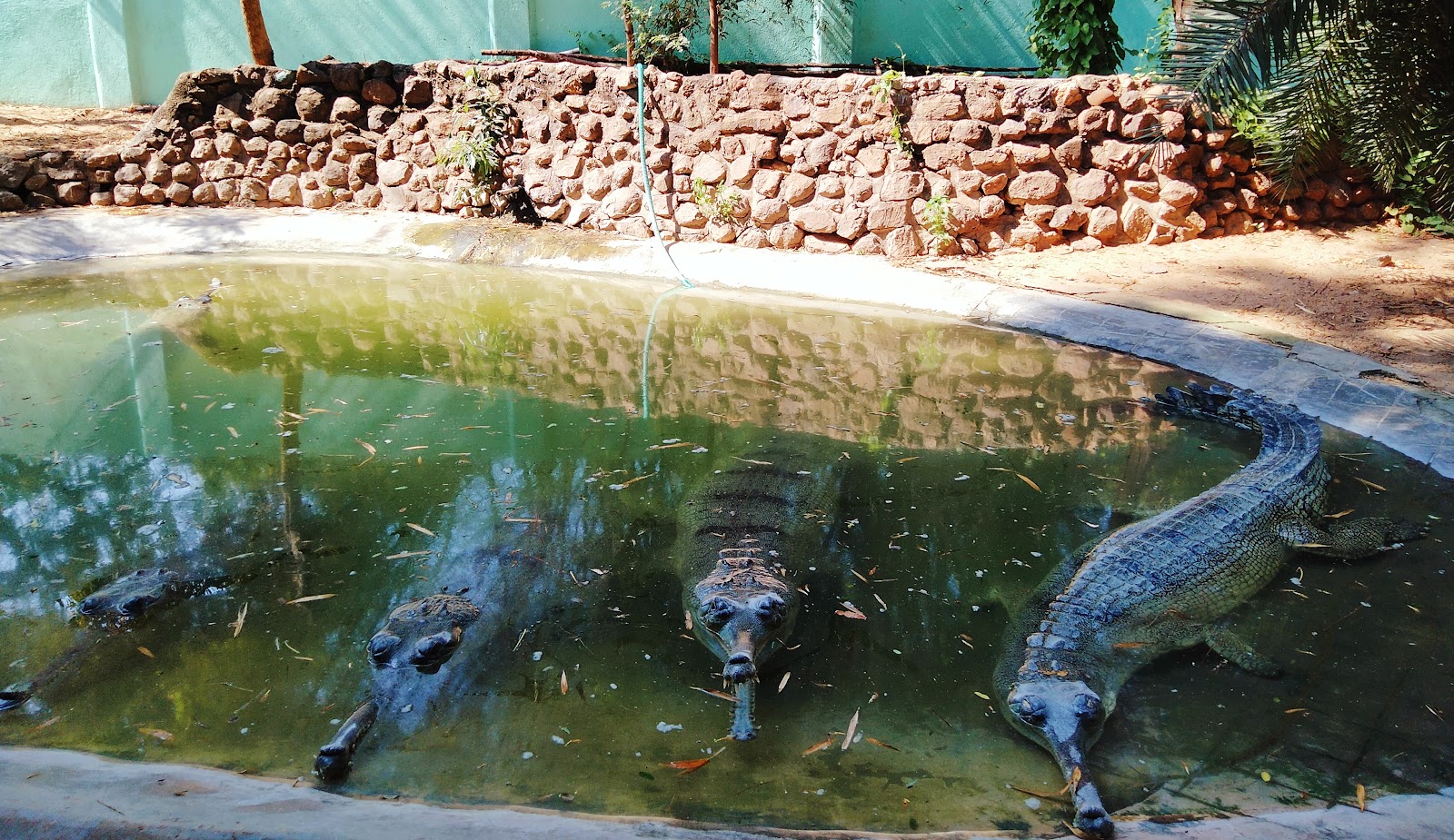 Arignar Anna Zoological Park - Chennai's Premier Zoo