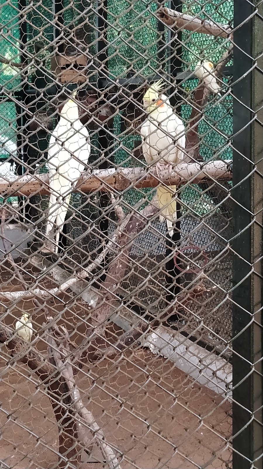 Guindy National Park