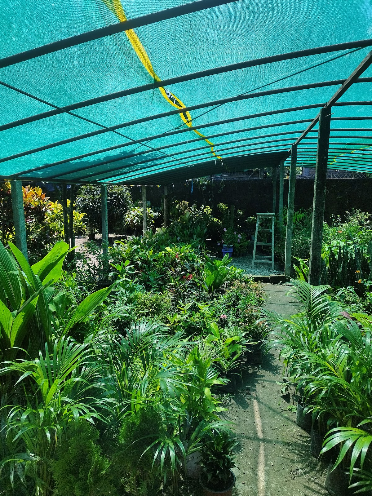 Evergreen Nursery