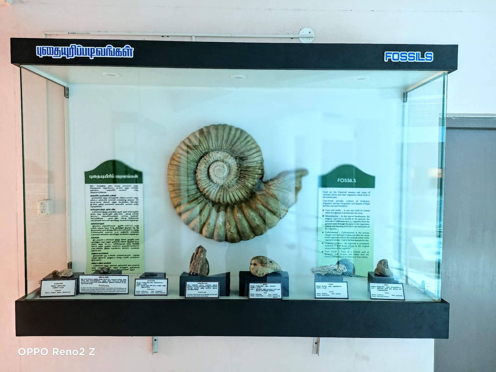 Ariyalur Fossil Park and Museum