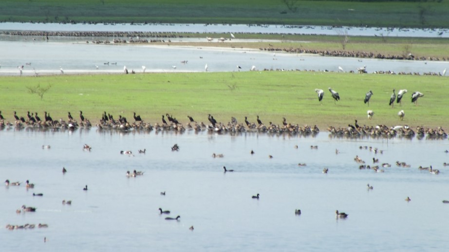 Kondalur Tank and Birdwatching