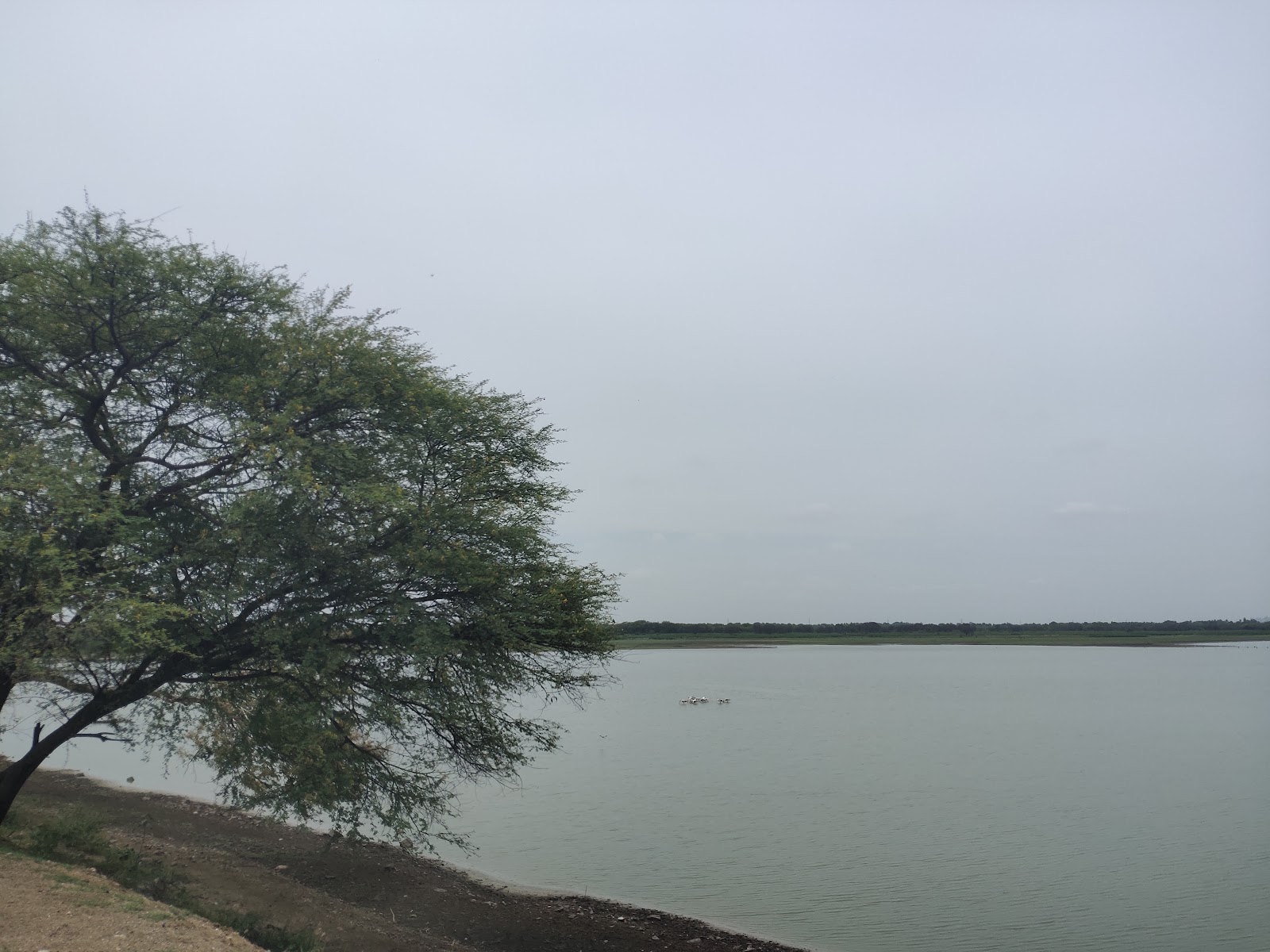 Kondalur Tank and Birdwatching