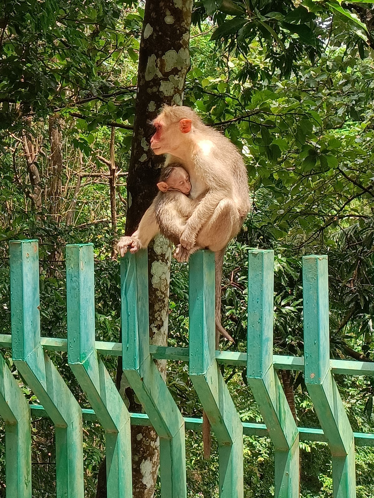 Athirappilly Eco Tourism