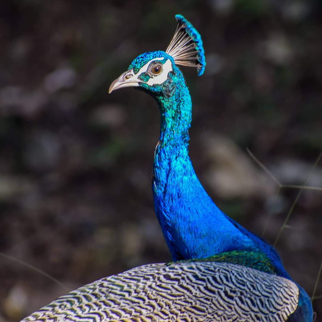 Parambikulam Tiger Reserve (nearby)