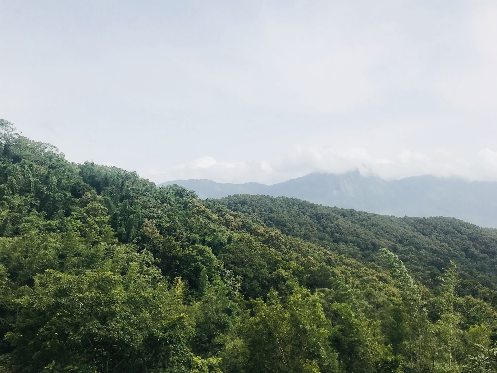 Parambikulam Tiger Reserve (nearby)