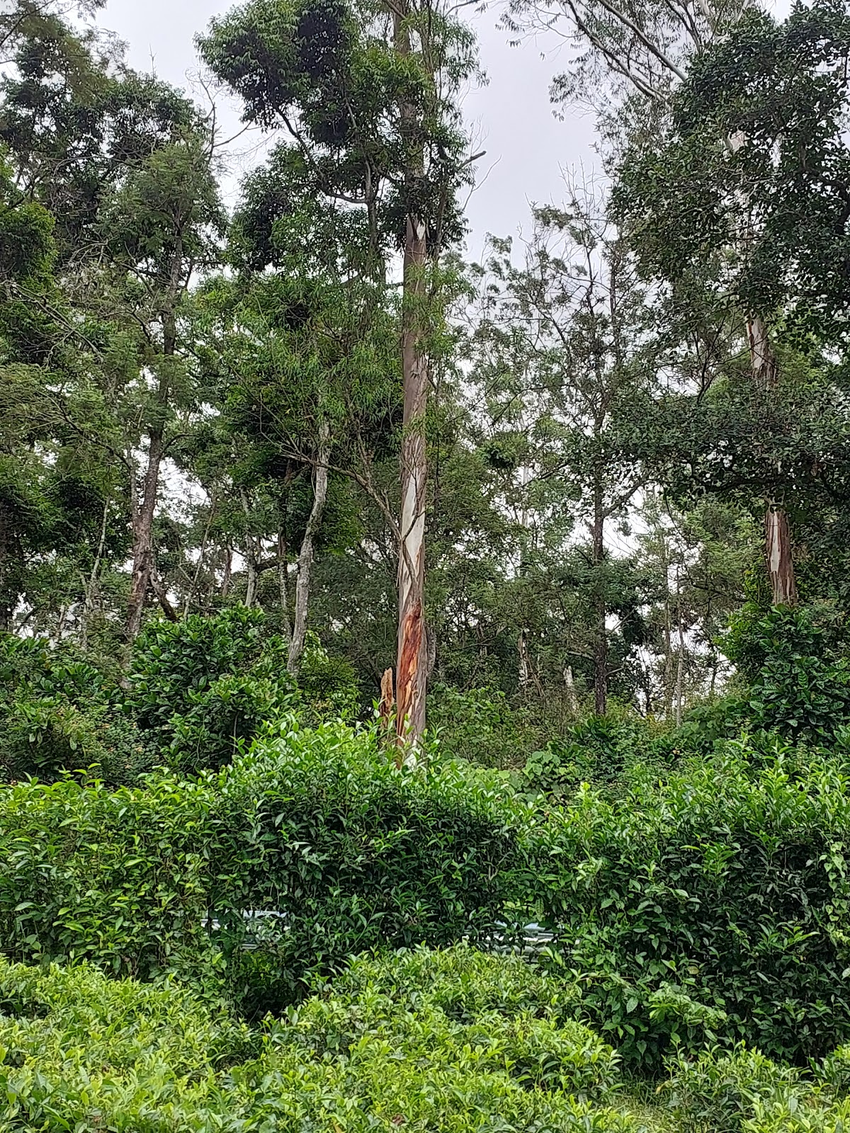 Tea Plantations near Valparai