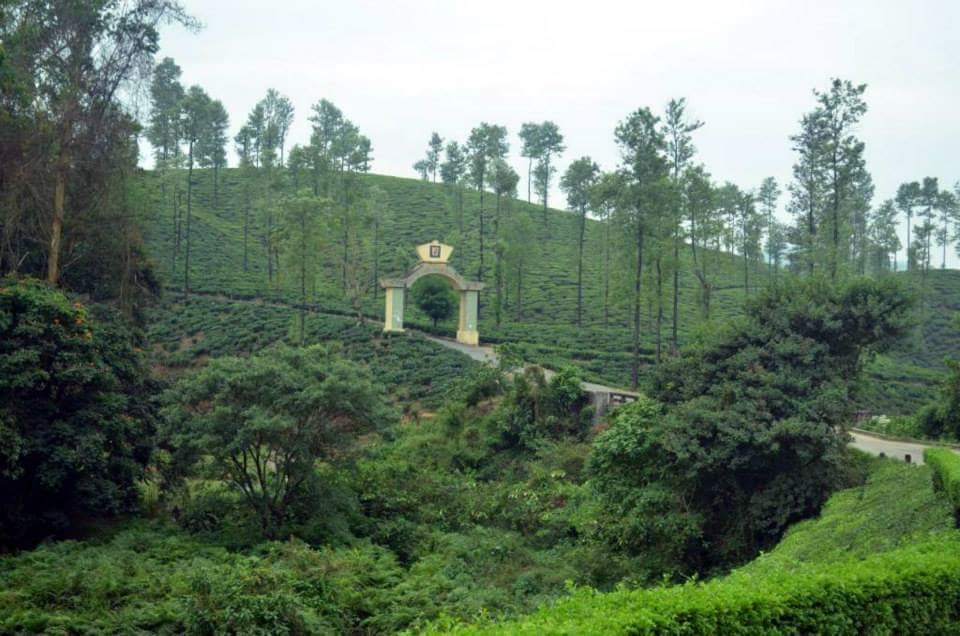 Tea Plantations near Valparai