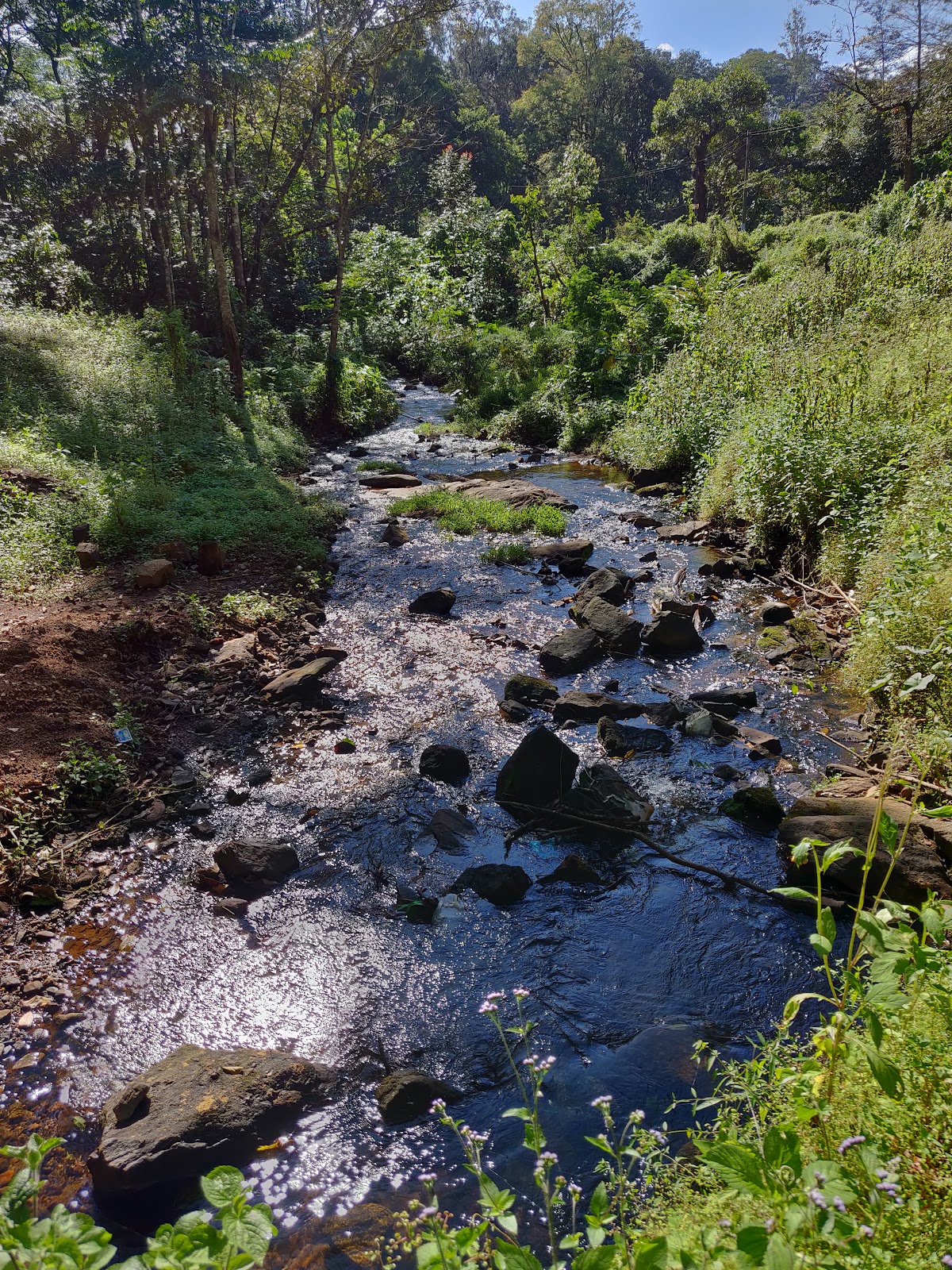 Tea Plantations near Valparai