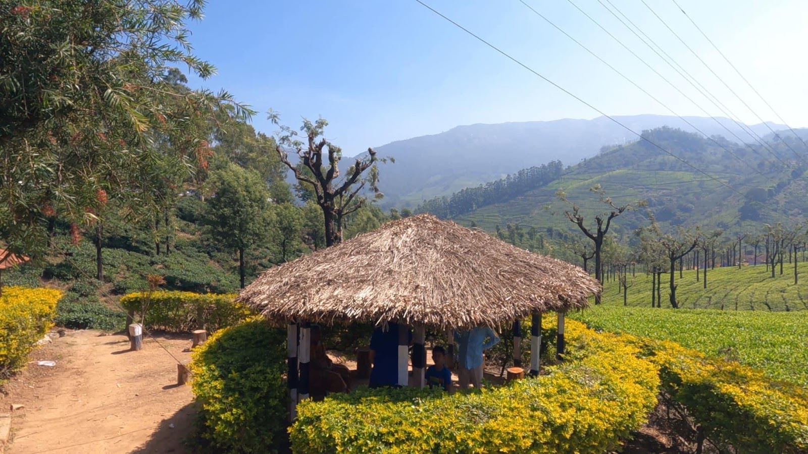 Tea Plantations near Valparai