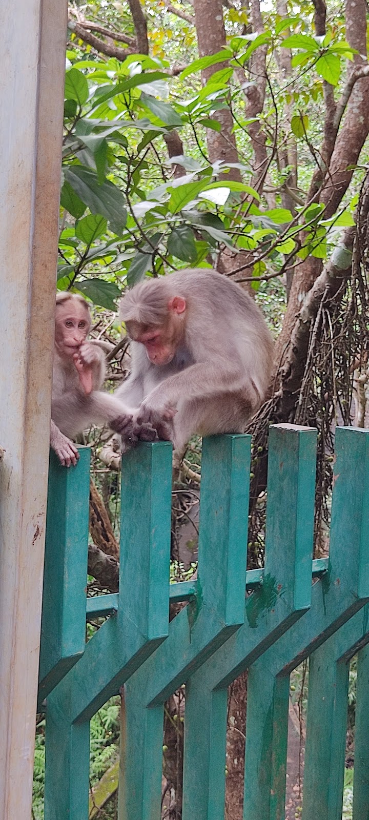 Vazhachal Falls and Viewpoint