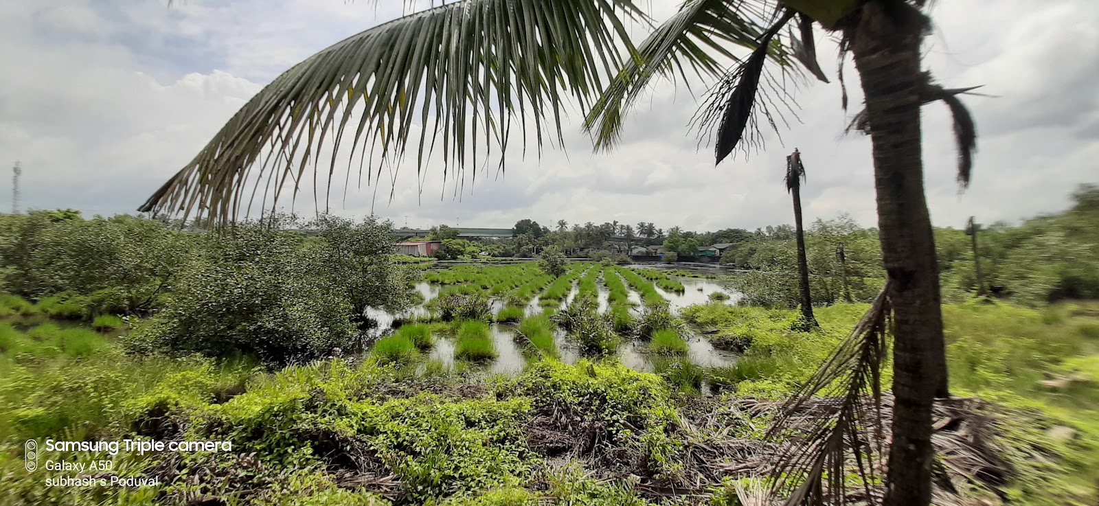 Pallikkara Backwater Walk