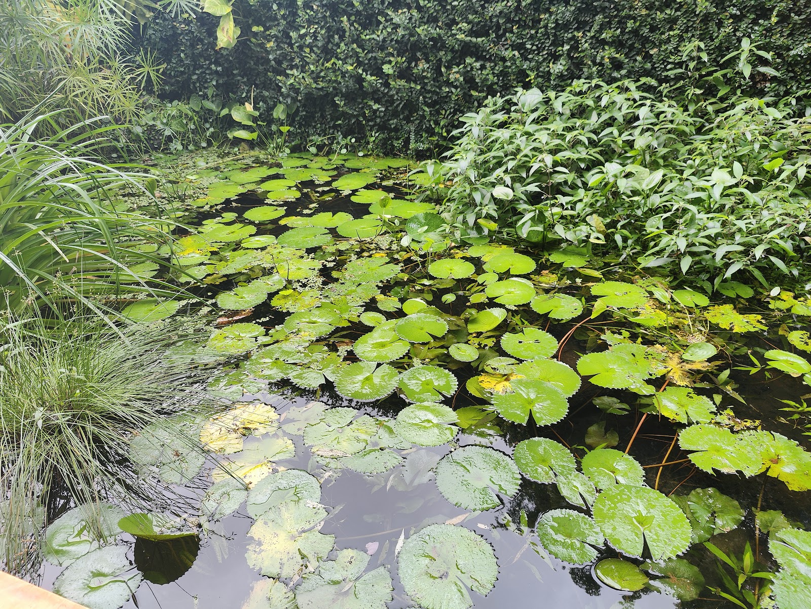 Auroville Botanical Garden